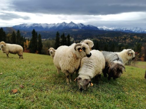 Zabawy, ognisko, poczęstunek
