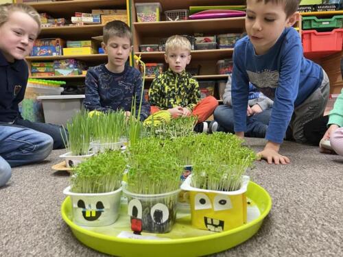 Dzieci prowadzą hodowlę trawy, tulipanów i żonkili