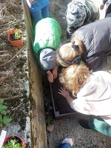 Uczniowie sadzą roślinki w szkolnym warzywniku