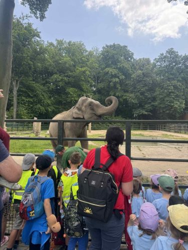 Dzieci w zoo oglądają słonia