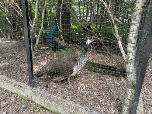 Dzieci zwiedzają zoo